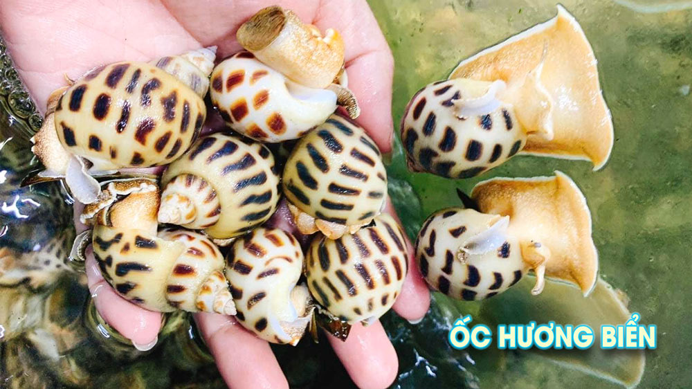 hinh-anh-oc-huong-bien-size 30-40-con